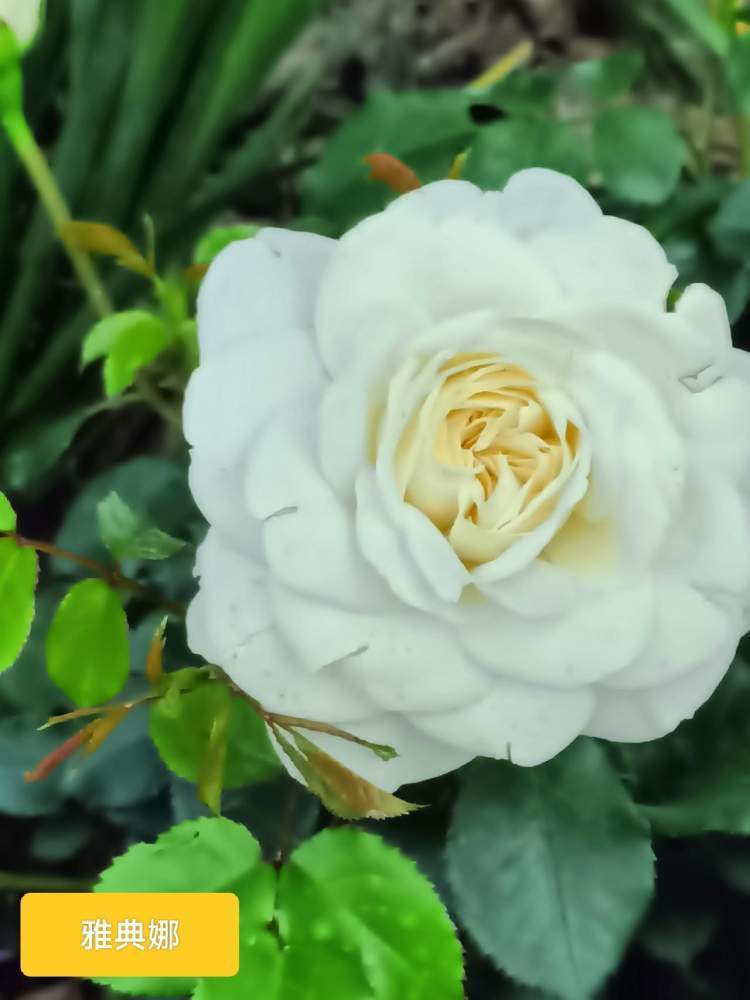 月季花盛开在古旧的铁轨边