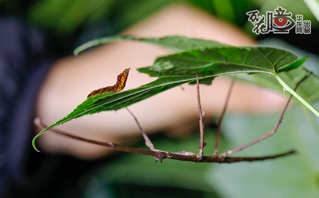 万花瞳 | 夜观缙云山"小精灵"