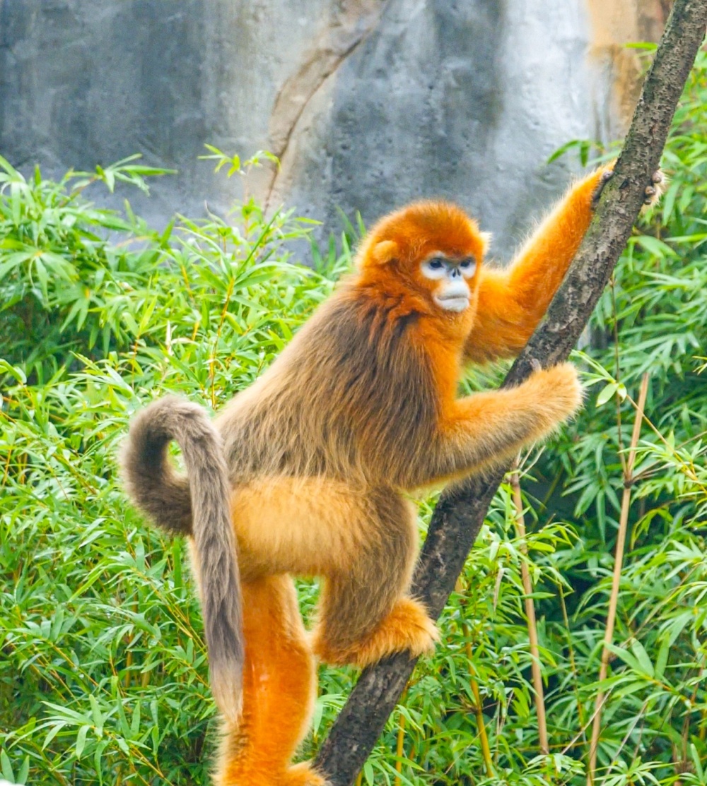 神农架川金丝猴首次"下山" ,武汉动物园"树上王国"添新成员_腾讯新闻