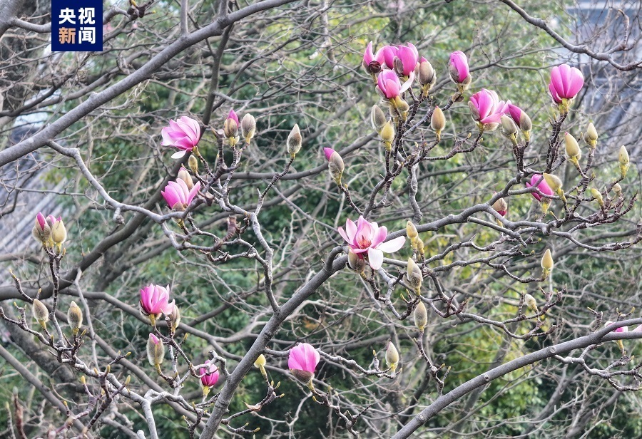 美不胜收世界上唯一一株400多岁的古旱莲早春绽放