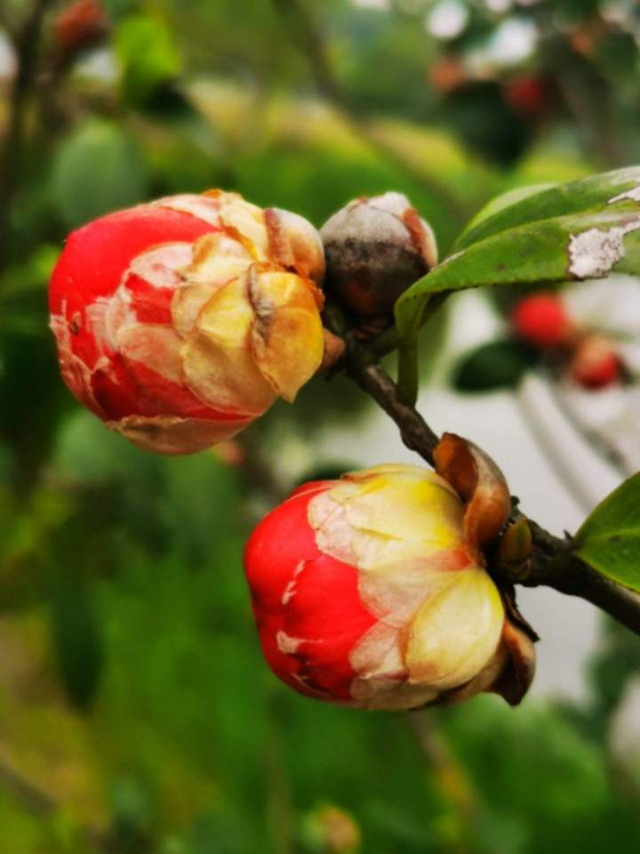 晚潮|看尽繁花才知春_腾讯新闻