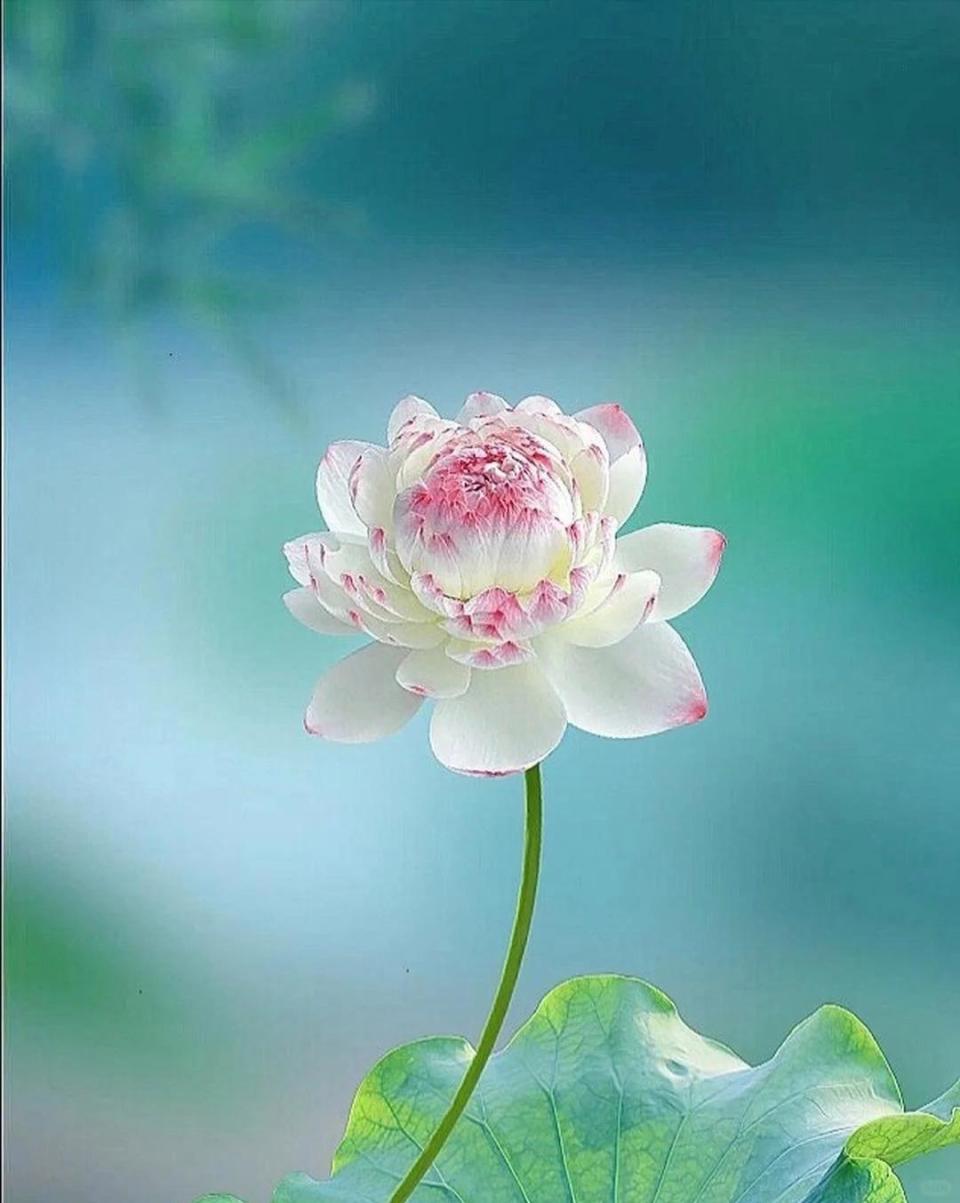 人生异草木,百念起心地.20句人间清醒诗词:触动心灵,受益匪浅