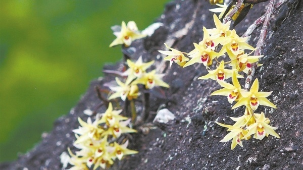 崀山丹霞崖壁上绽放的铁皮石斛花.