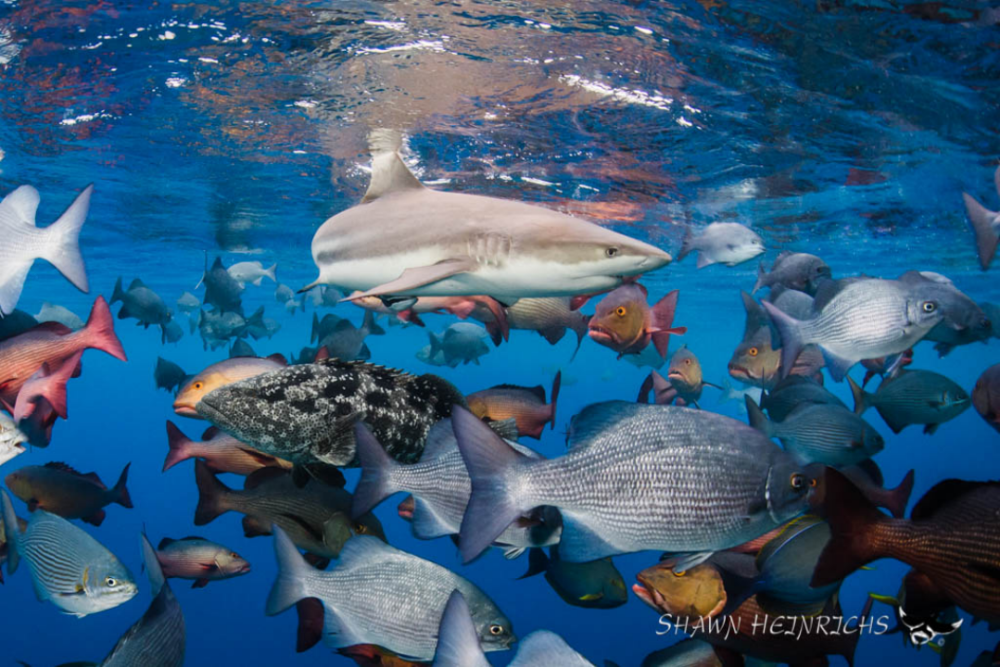 海洋,还可能恢复吗?