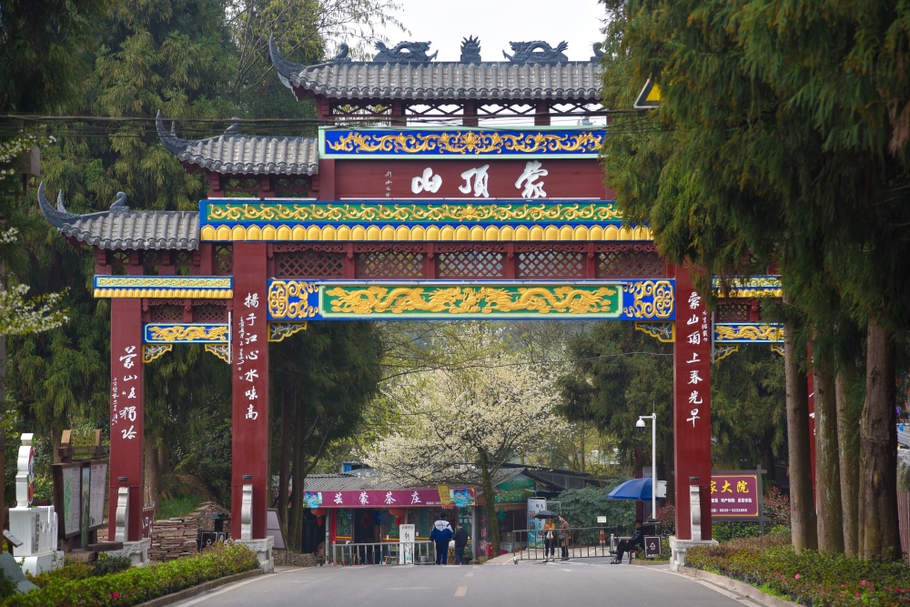 春游雅安蒙顶山看千亩茶花漫山遍野还能品明前好茶