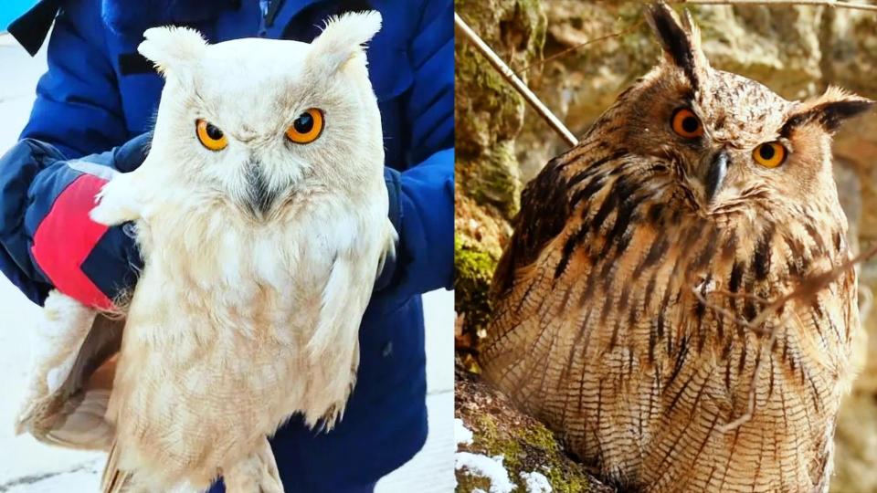 甘肃庆阳首次发现白色雕鸮,是白化动物吗?