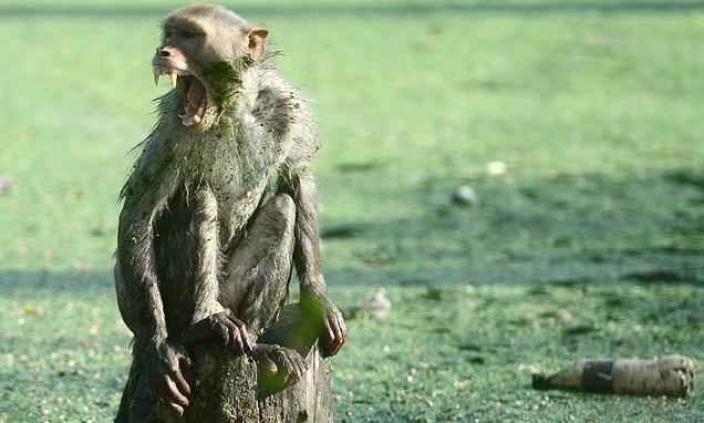 野猴群攻姐妹致一死一伤,多次致成年人死亡的恒河猴,为何屡伤人_腾讯