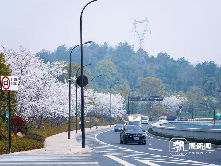 杭州"最美入城口" 樱花烂漫迎宾来