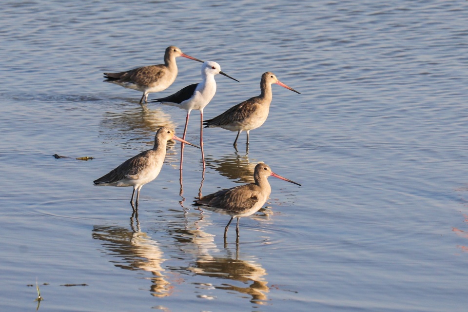 1月8日至14日,被定为湖北湿地越冬水鸟调查日