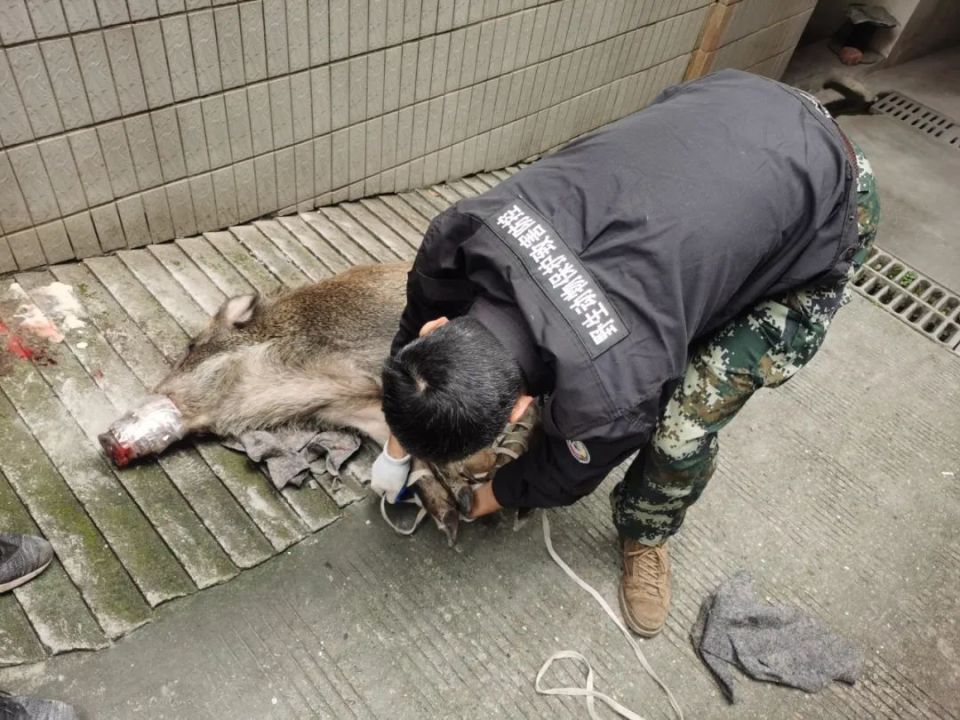 浙江一小区野猪伤人吗，警方：猪已抓，有群众轻微伤