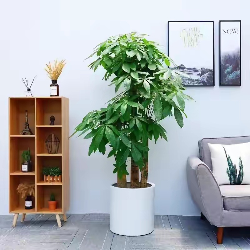 想要养好发财树,牢牢记住"7点",长得枝繁叶茂,财运旺