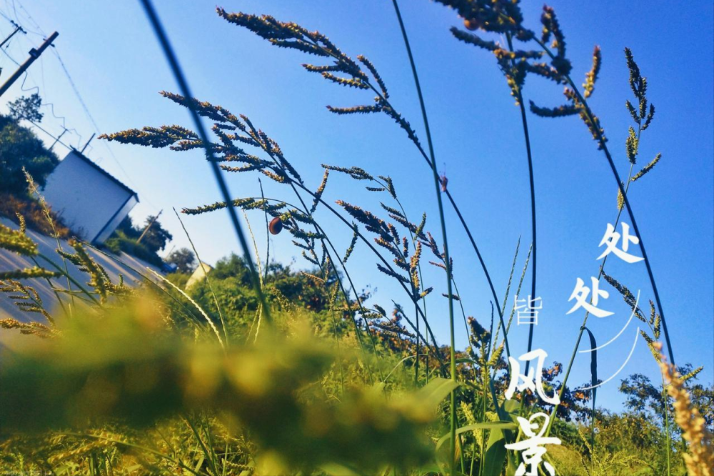 下周日处暑，今年处暑不一般，三大特殊，3类人要注意，有你吗？_腾讯新闻