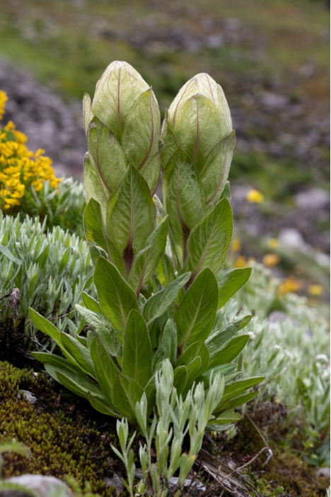 你买的到底是哪种雪莲?答错了,你哪种雪莲都不该买_腾讯新闻