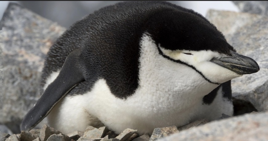 每天瞌睡10000次为了护崽帽带企鹅进化出了打盹天赋