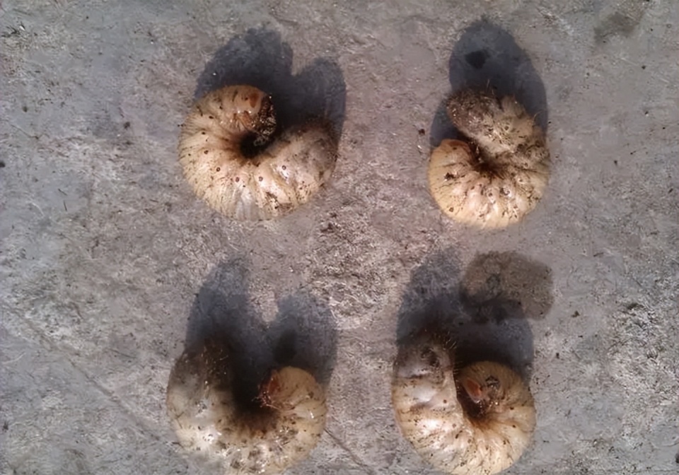 湖南局部地区出现遍地"鸡公虫",半天能啃光一棵树,如何防治?