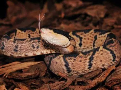 动物科普:西半球体型最大的毒蛇——亚马逊巨蝮