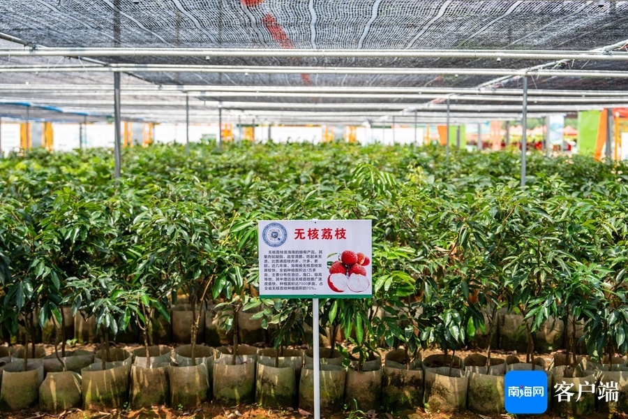 曹志 摄走进这家"苗木超市",可看见里边已经"上架"四季红妃嘉宝果,8号