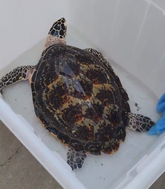 北京一市民饲养玳瑁20年后主动联系警方上交是一级保护动物