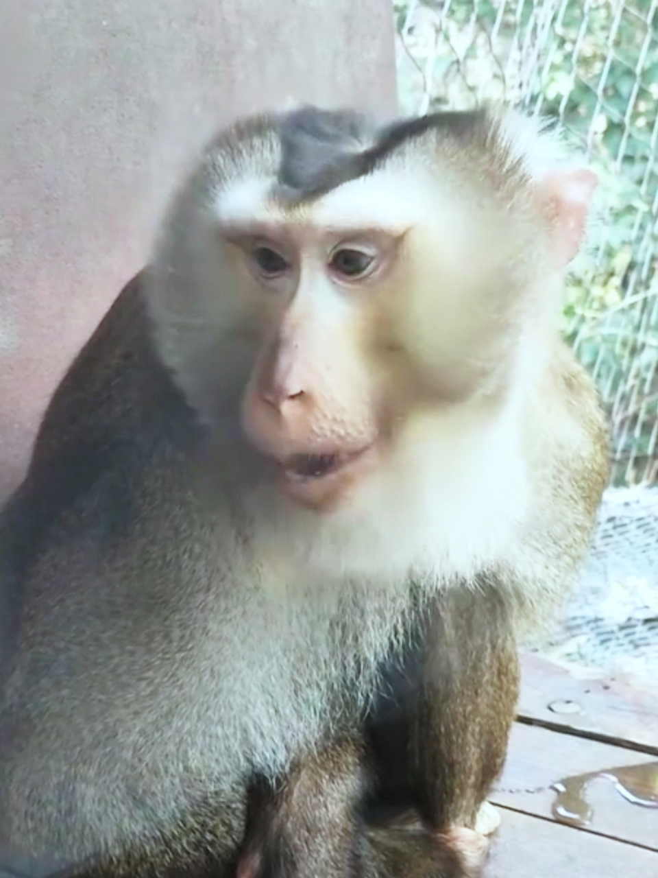 贵阳一公园"戏精"猴子一脸傲娇凹造型,本能还是模仿?摘椰子更厉害