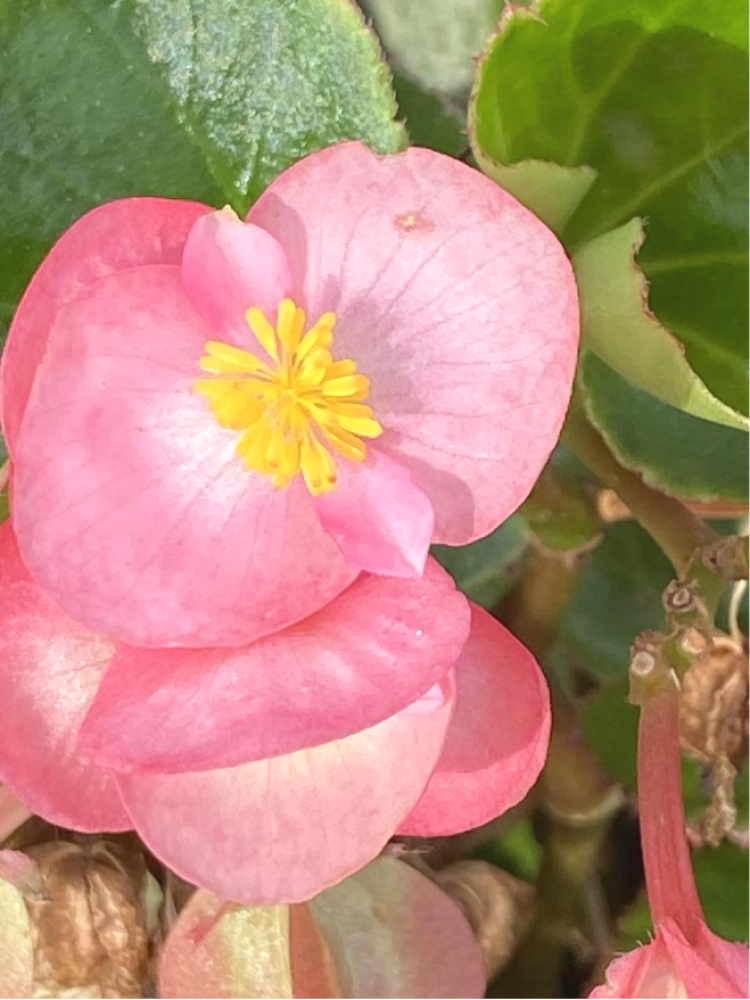 四季海棠花中神仙