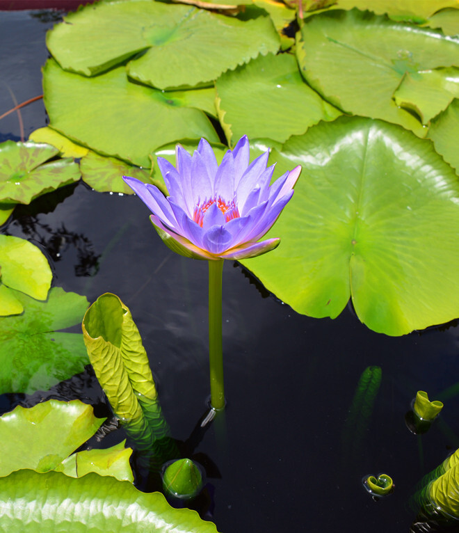 辰山植物园夏韵:睡莲之雅