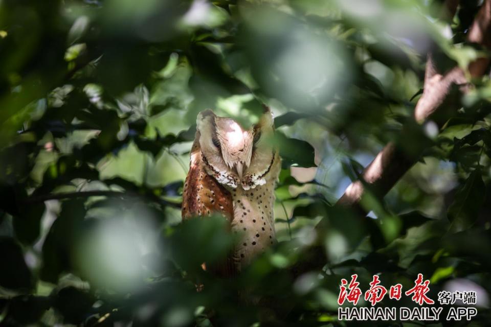 国家二级保护动物栗鸮在东方城区首次被记录_腾讯新闻