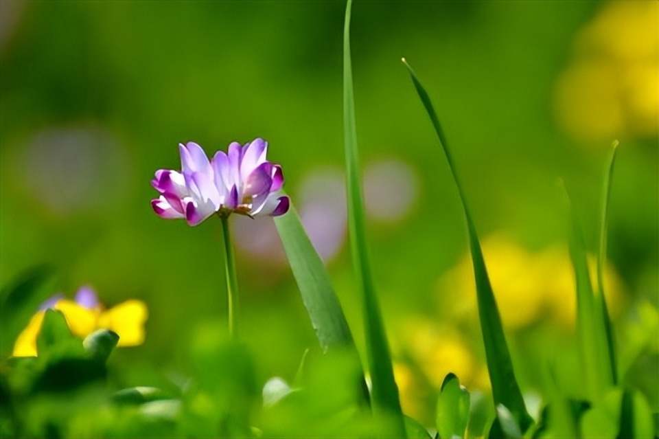 告别美好的二月,迎来春光明媚的三月,请欣赏人间动人的风景吧