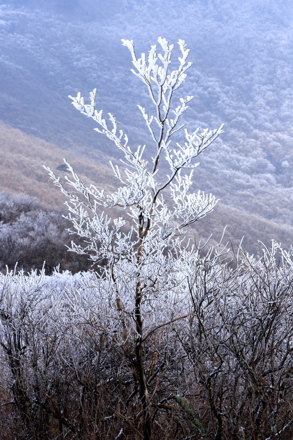 晚潮|踏雪节理峰,我看到漫天遍野的琼枝玉树