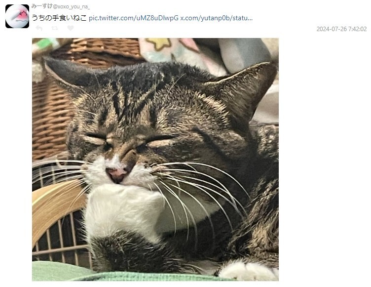 梦见猫偷吃菜，探索梦境背后的深层含义