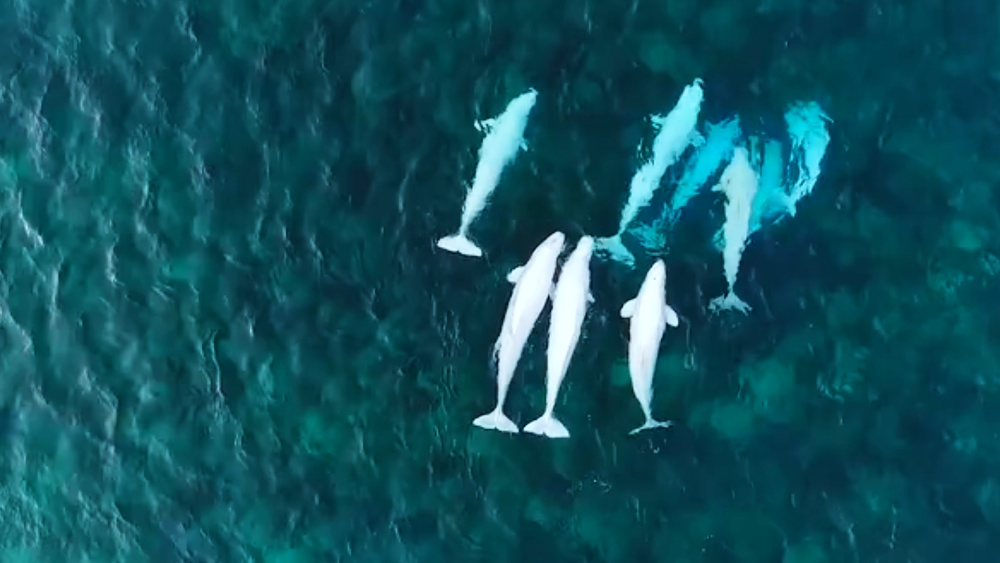 网友拍到北京海洋馆白鲸长时间尖叫,口技大师的正常叫声有多美妙?