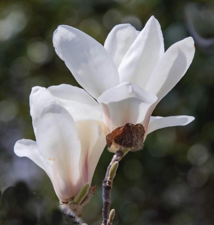 龙腾申城白玉兰抬眸一笑润泽添