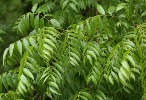 木材可制器具,种子可榨油,树皮和叶子可制栲胶亦称"黄连木" 12羿涵 羿