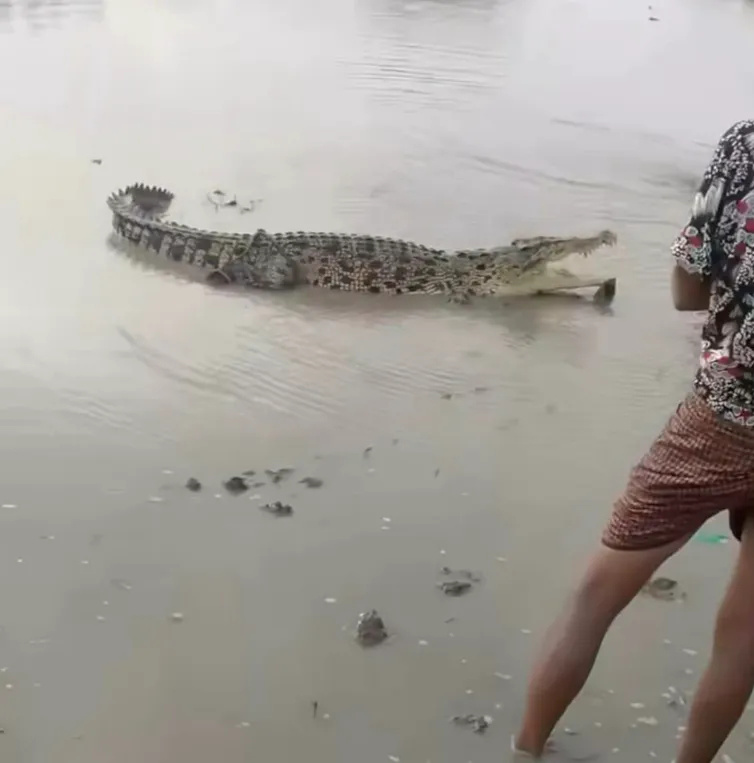 该鳄鱼应该是缅甸本土咸水鳄鱼,也是缅甸民众熟知的额莫耶鳄鱼