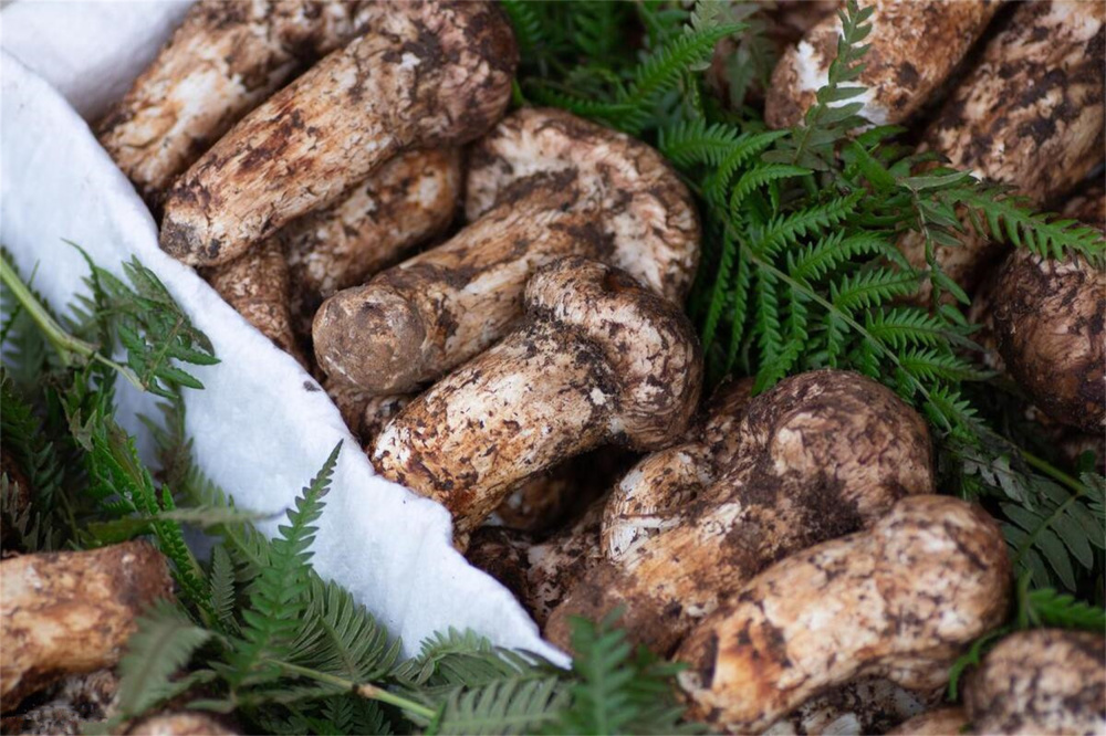 日本人吃贵了云南松茸?过去不值钱的6种食物,如今有钱才舍得吃_腾讯新