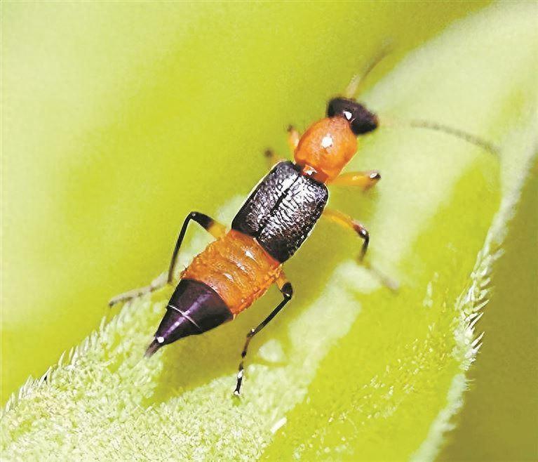 它们是"飞行的硫酸"!遇到这种虫子,千万别拍打!_腾讯新闻