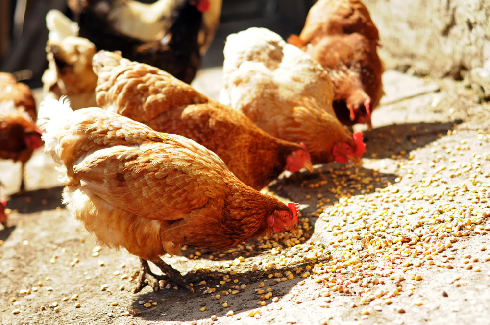 为什么鸡不吃黄豆？如果鸡吃了会有生命危险吗？