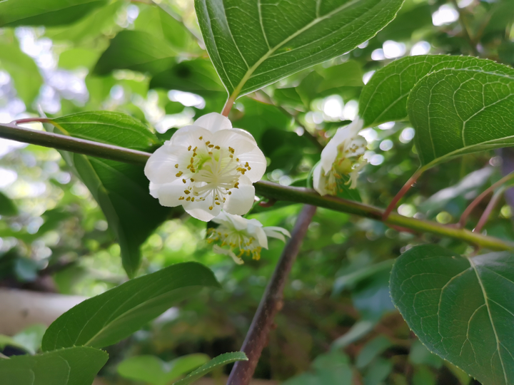 大籽猕猴桃开花啦,这种珍稀濒危植物你见过吗