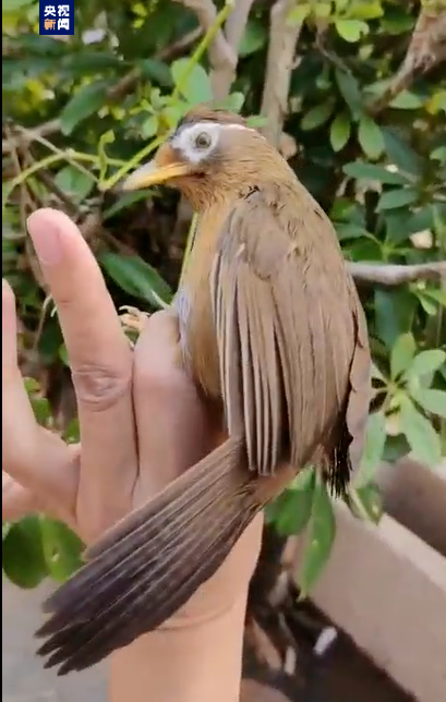 非法猎售1200余只画眉鸟 四人获刑!-腾讯新闻