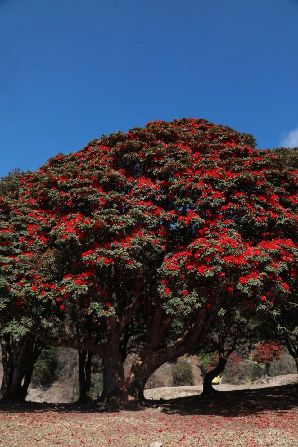 花都像一团烈火树树流火,处处飞红万亩连片杜鹃林相继盛开乌木龙干河