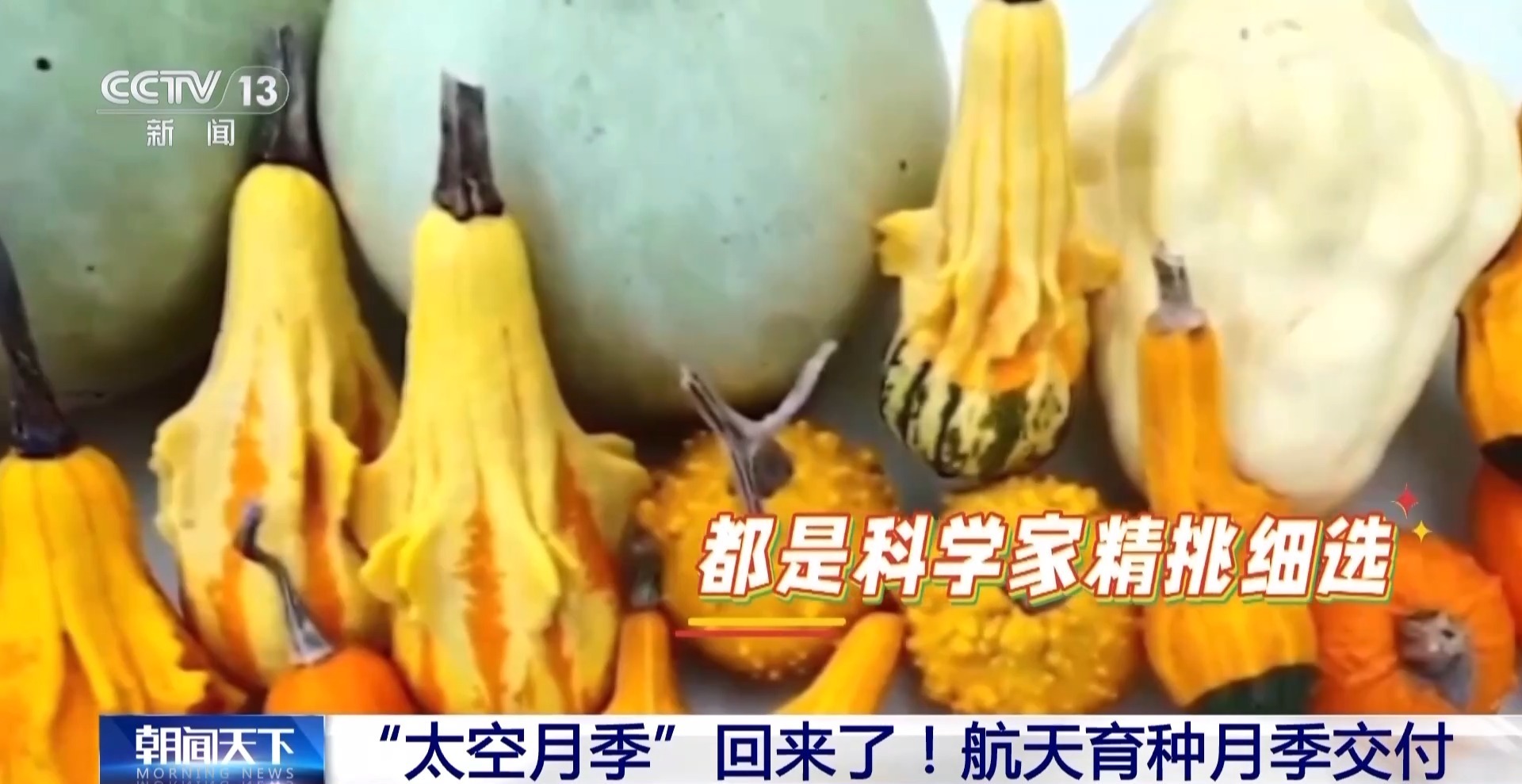 “太空月季”回來了！首批航天誘變月季種子交付南陽 - 