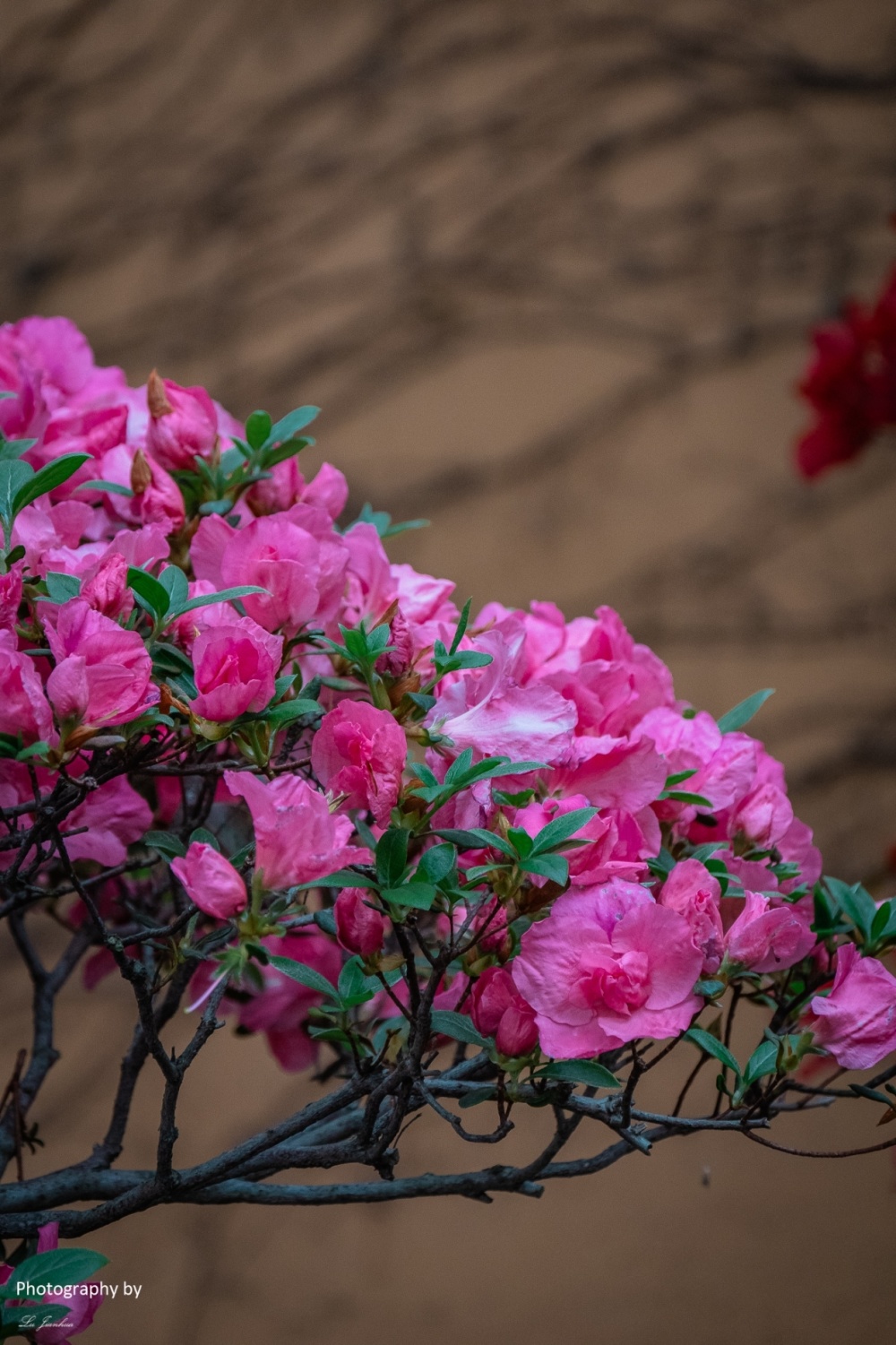 杜鹃花真实图片图片