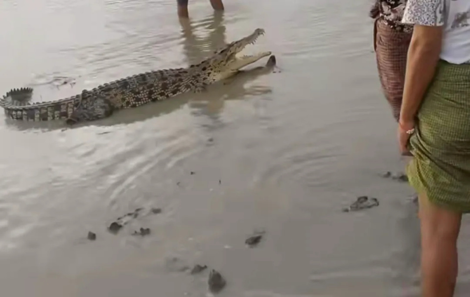 吓死人了!缅甸小镇暴雨过后,田间出现这个"大东西"