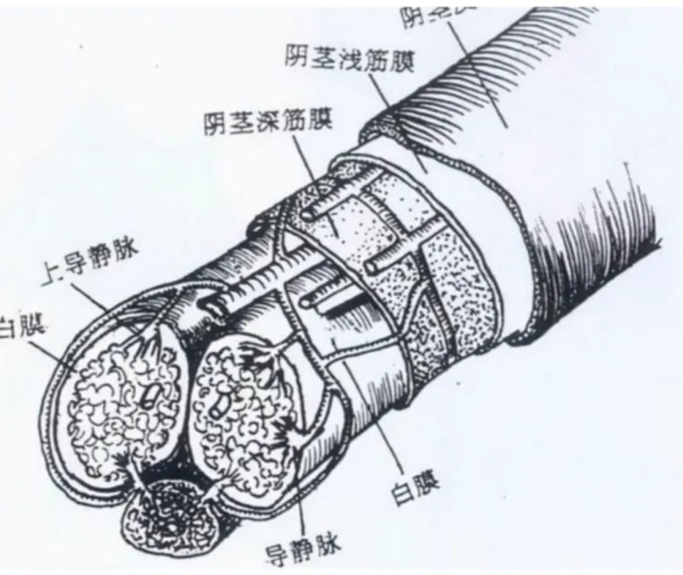 离肿瘤2cm处将阴茎环切,距离阴茎海绵体断端1-1