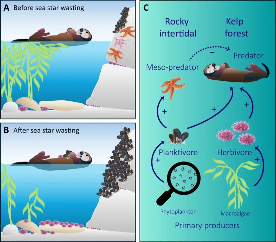 海星消失10年后，加州海獭数量激增50%！海洋生态“多米诺效应”-腾讯新闻
