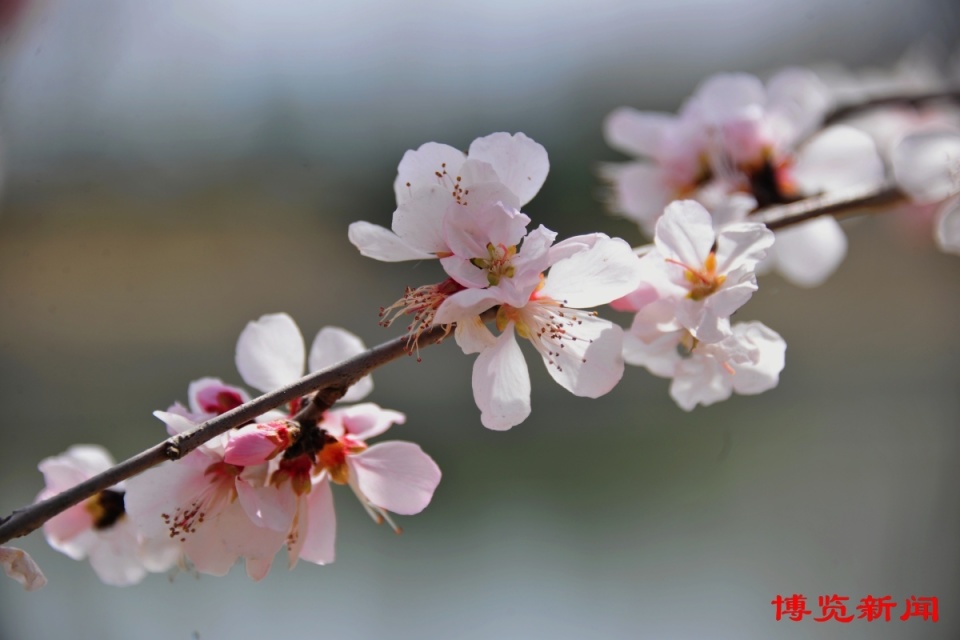 博览组图丨猪龙河畔 山桃花开