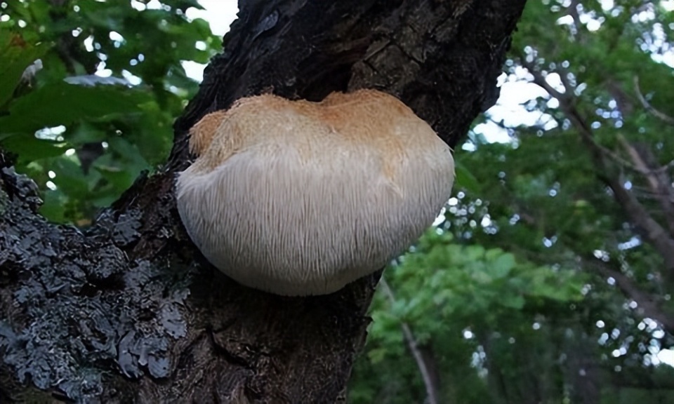 你听说过"生肖蘑菇"吗?点击了解食用菌的中国故事