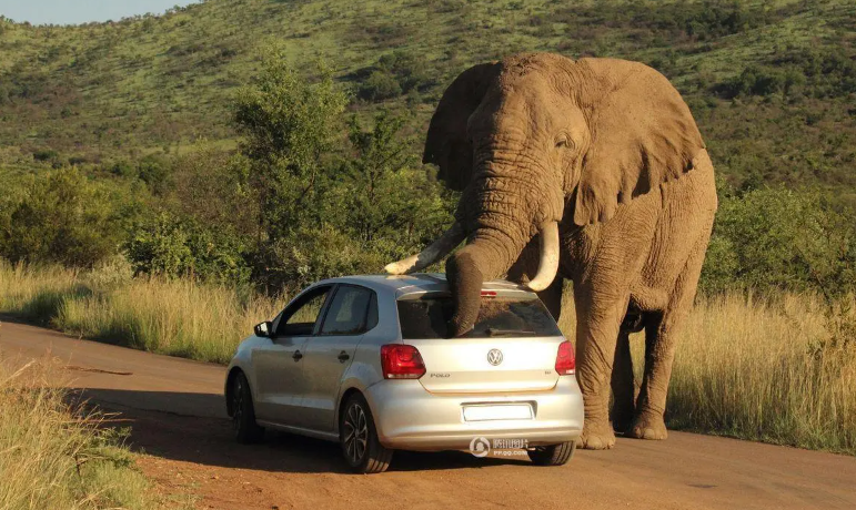 印度一大象突然发狂踩死驯象师这什么情况大象反抗压迫
