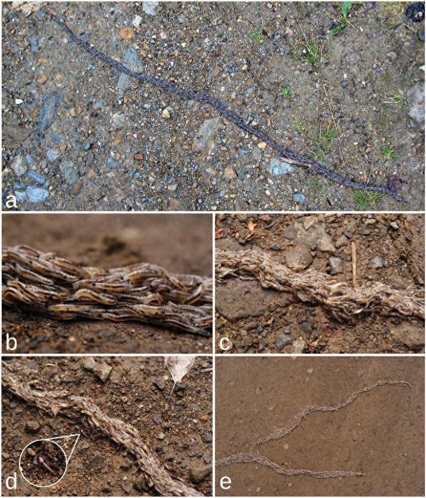 数千虫子组成蛇形并同步移动奇怪的蛇虫让科学家们持续困惑