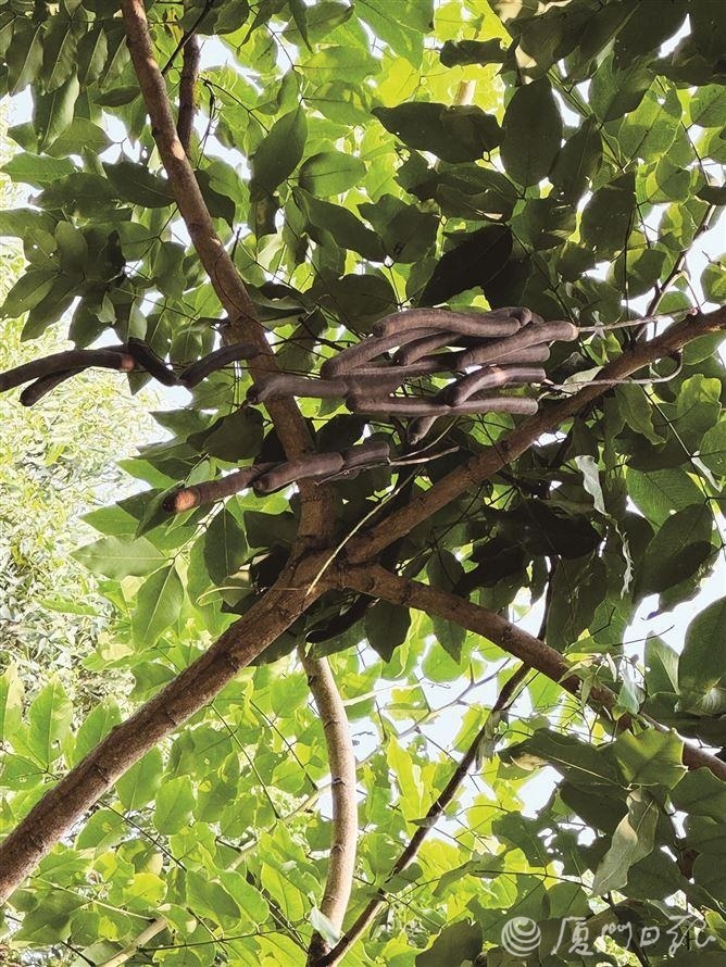 腊肠树果实可治便秘?医生提醒:长期食用后果很严重!