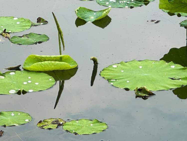 初夏荷叶从尖尖角开始